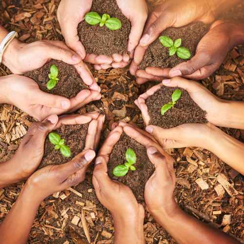 Plusieurs mains tenant de la terre avec de jeunes pousses – symbole de croissance et d’unité | Multiple hands holding soil with young sprouts – symbol of growth and unity